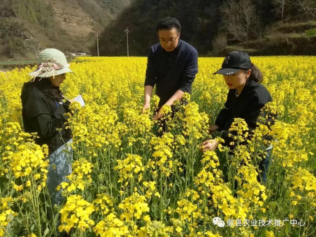 徽县农技中心开展夏收粮油作物病虫草害发生情况调查
