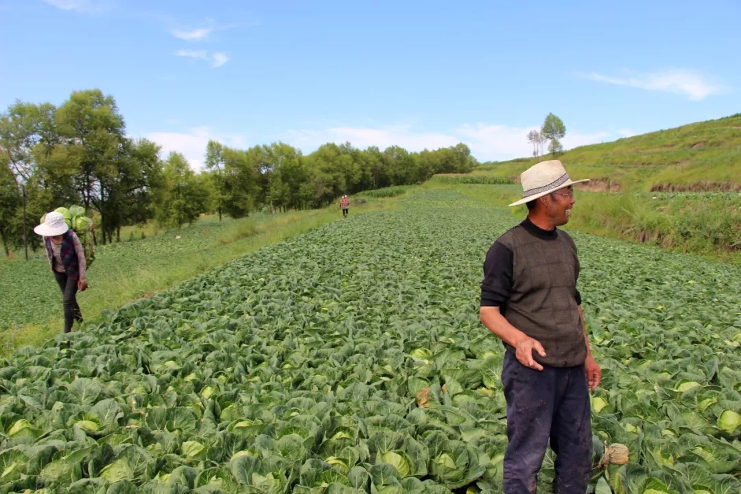 鼎瑞公司2019年部分蔬菜测土配方专用肥试验结果发布
