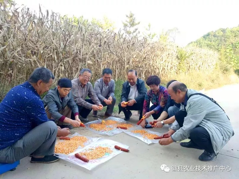 省级第二专家组在徽县开展玉米测产