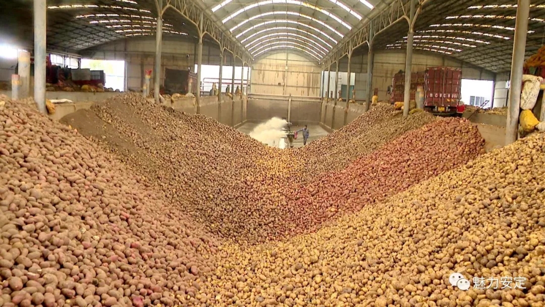 省农业农村厅厅长李旺泽调研安定区马铃薯产业发展情况