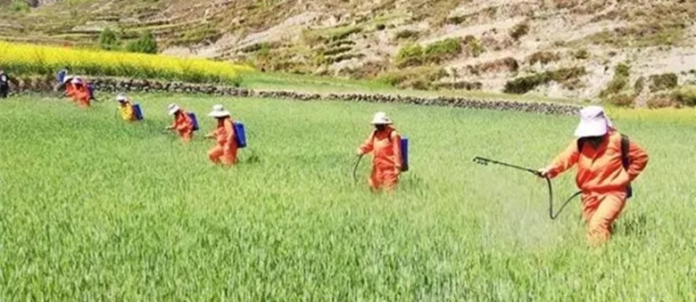 省农业农村厅制定印发2020年小麦条锈病监测防控方案