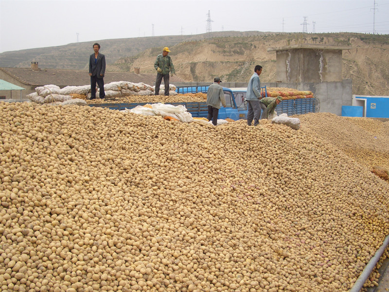 甘肃力争建设成全国最大的现代化脱毒种薯繁育中心