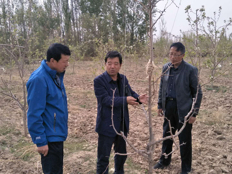敦煌市农技中心帮扶杨家堡村发展早酥梨产业