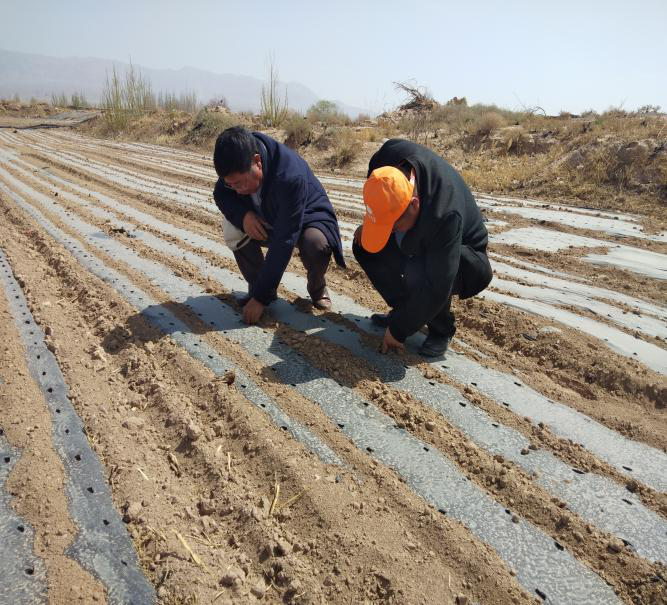 山丹县农技中心积极开展病虫监测预报为农业生产保驾护航