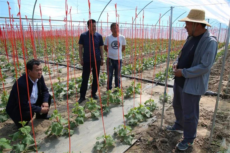 高台县：红绳子吊起农民致富的钱袋子