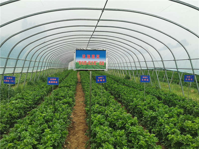 山丹县农技中心：山丹县有机肥替代化肥技术推广示范区  作物长势喜人