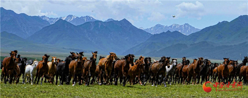 祁连山下万马奔腾的山丹马场山丹军马场位于河西走廊中部,于公元前121