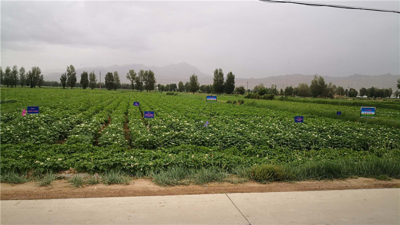 山丹县开展马铃薯叶面喷施锌肥试验长势明显