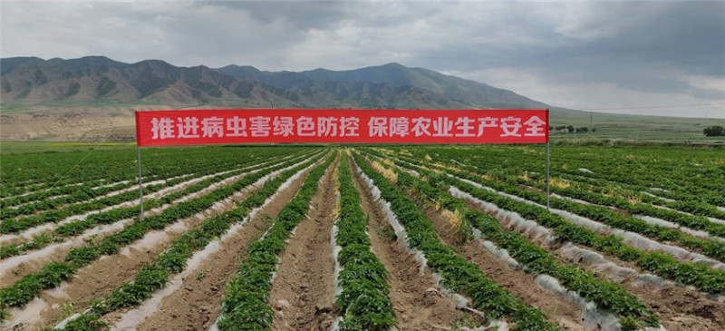 山丹县农技中心积极开展马铃薯晚疫病统防统治工作