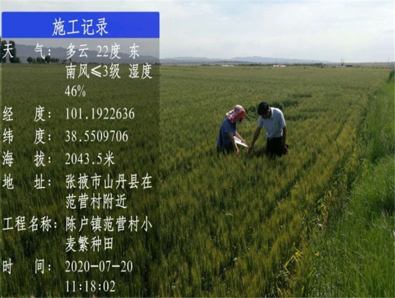 山丹县农技中心开展产地检疫确保种子质量安全