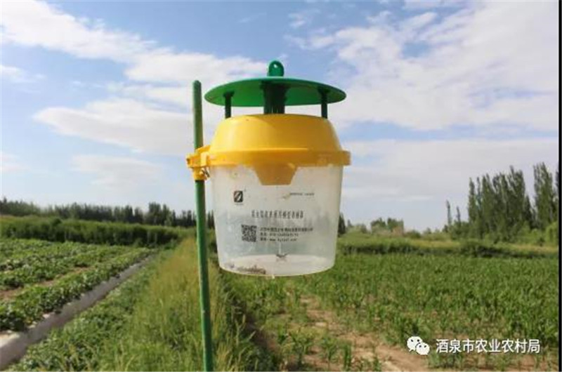 敦煌市农技中心强化病虫监测预警 为农业保驾护航