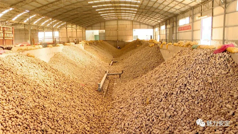李旺泽赴安定区调研全省马铃薯产业现场推进会和2020年中国马铃薯大会筹备工作