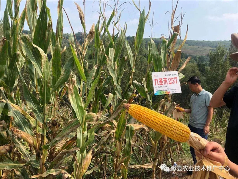 徽县技术人员观摩东盛种业玉米新品种试验示范基地