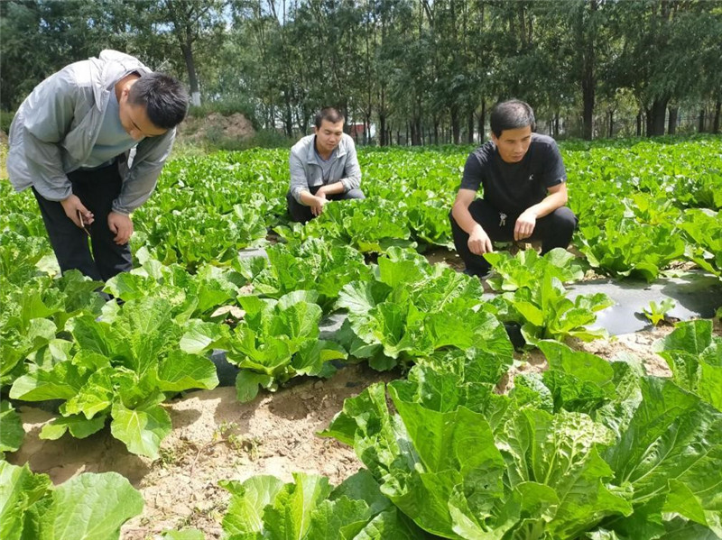 庄浪县2020年旱作节水农业实现节肥20%以上目标任务