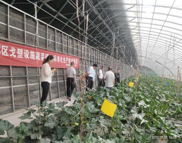 肃州区技术部门强化技术指导服务全区蔬菜产业发展