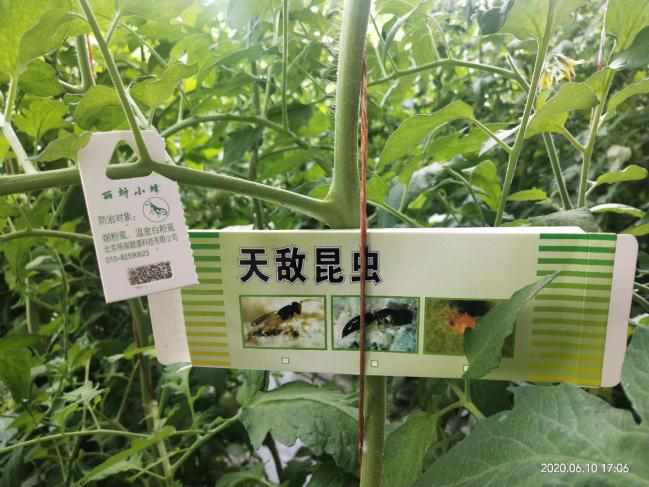 肃州区技术部门强化技术指导服务全区蔬菜产业发展