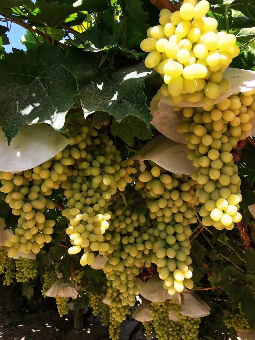 敦煌“无核白”和“红地球”葡萄在全国葡萄晚熟品种评选中获金奖