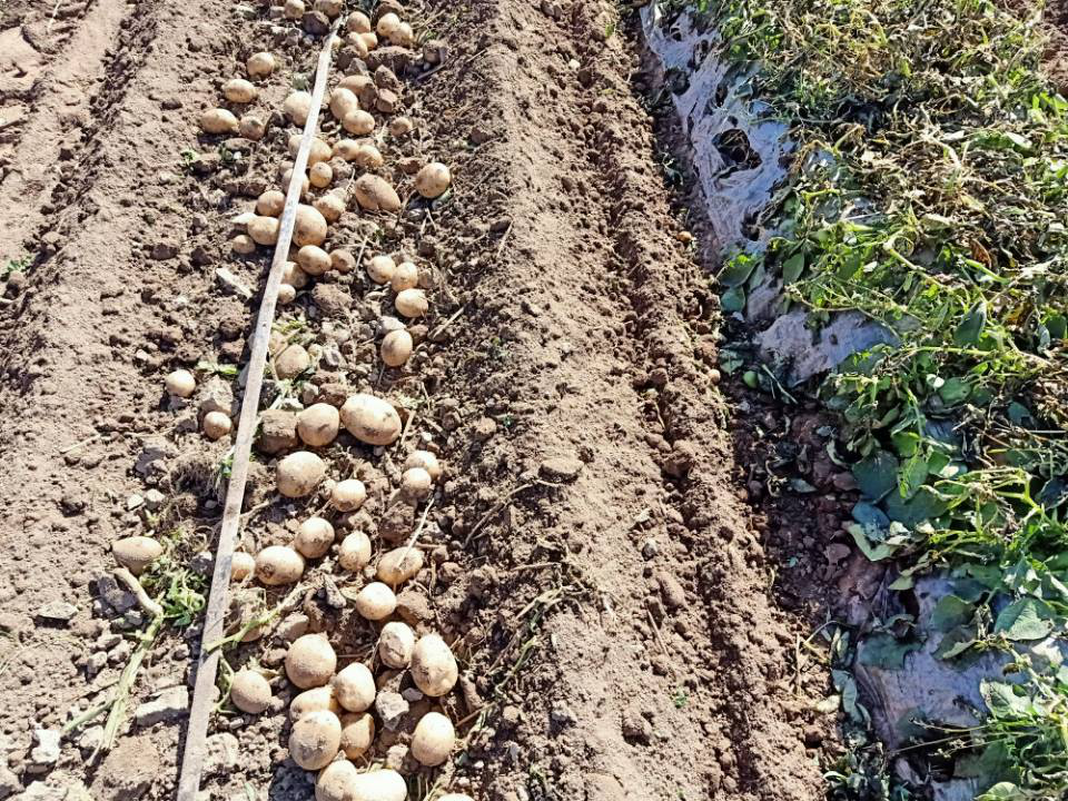 山丹农场千亩智能水肥一体化示范田马铃薯喜迎丰收