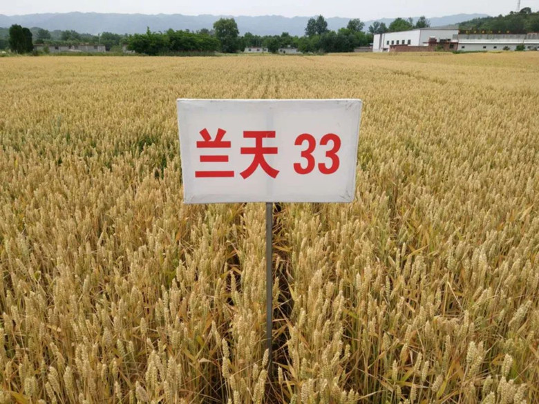 徽县将打造一批优质专用集中连片万亩高产创建示范小麦生产基地