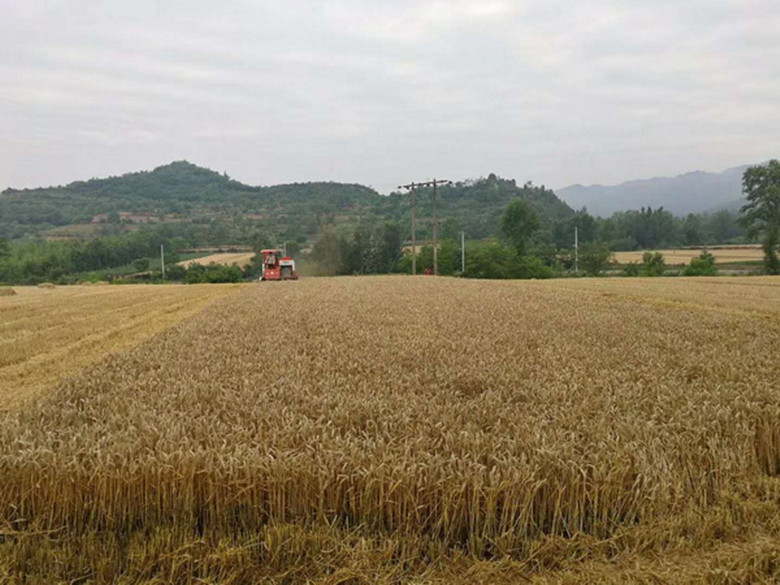 徽县将打造一批优质专用集中连片万亩高产创建示范小麦生产基地