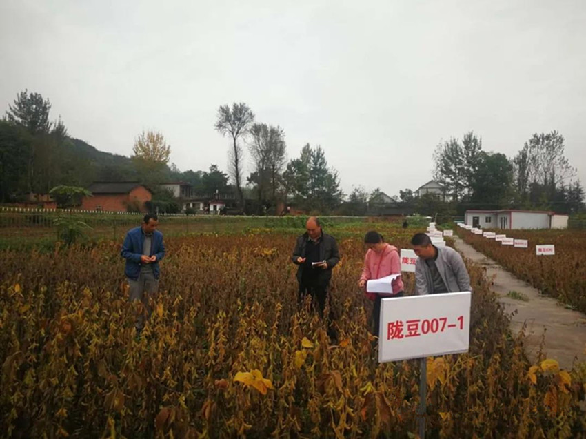 徽县农技中心技术人员观测记载大豆品系鉴定试验