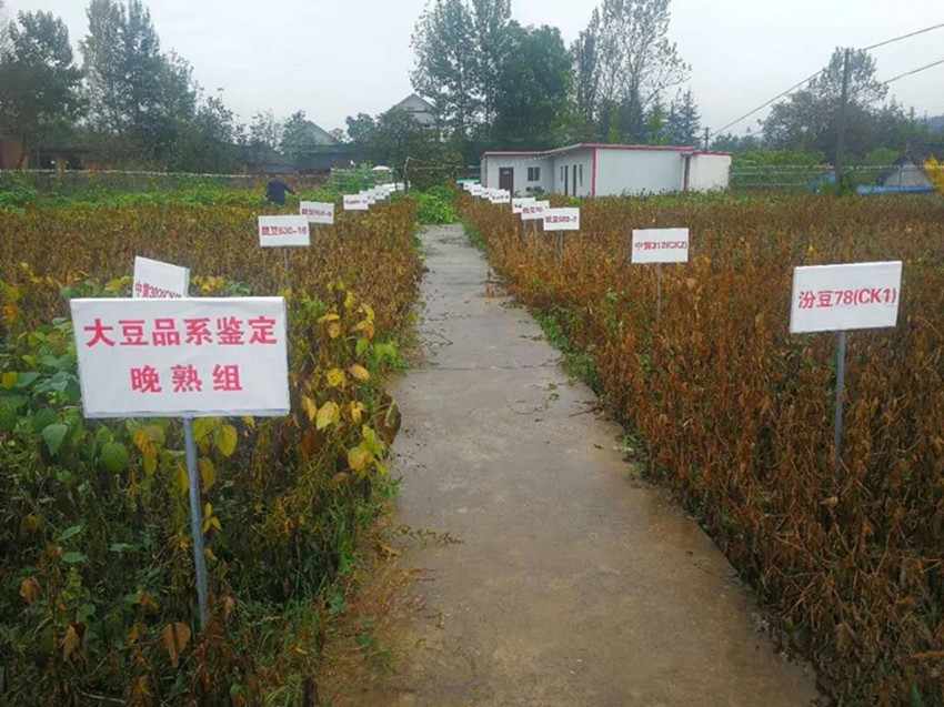 徽县农技中心技术人员观测记载大豆品系鉴定试验