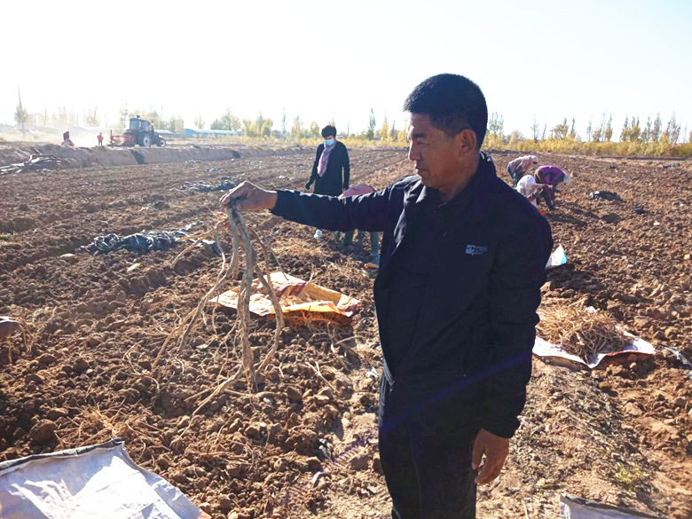 民乐县水肥一体化技术助力中药材产业发展
