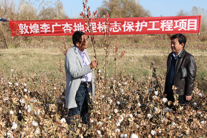 敦煌李广杏地理标志农产品保护工程项目进展顺利