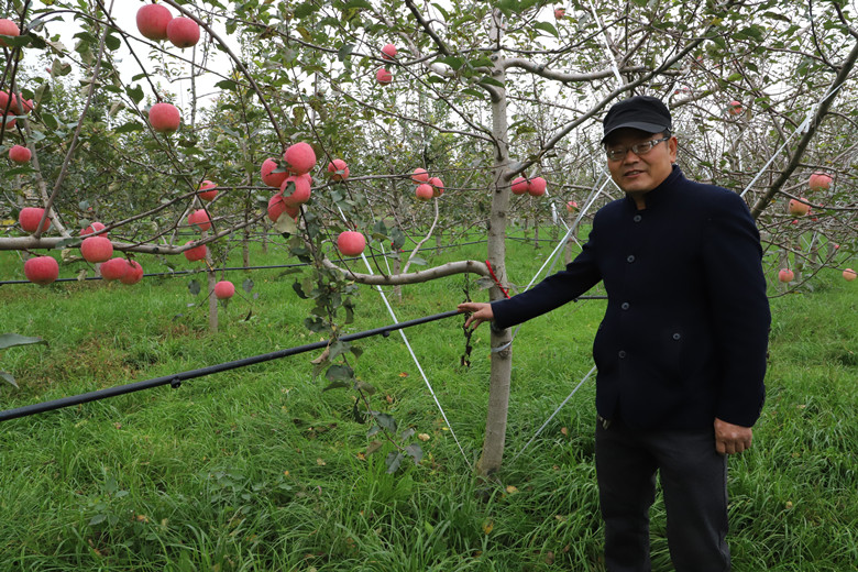 镇原县将借助苹果有机肥替代化肥项目打造优质生产基地创建品牌