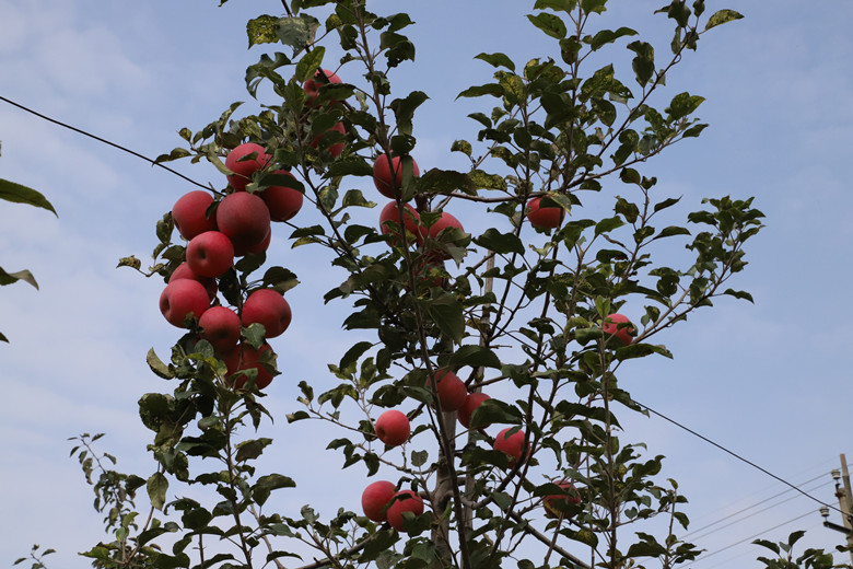 镇原县将借助苹果有机肥替代化肥项目打造优质生产基地创建品牌