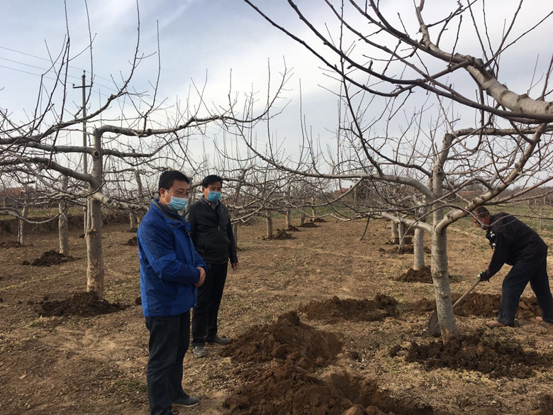 镇原县六项措施确保苹果有机肥替代化肥项目顺利实施