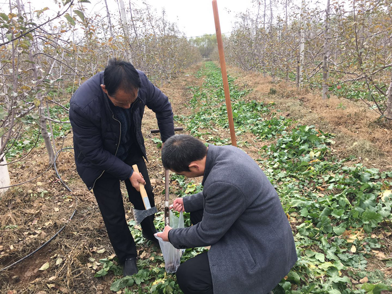 镇原县六项措施确保苹果有机肥替代化肥项目顺利实施