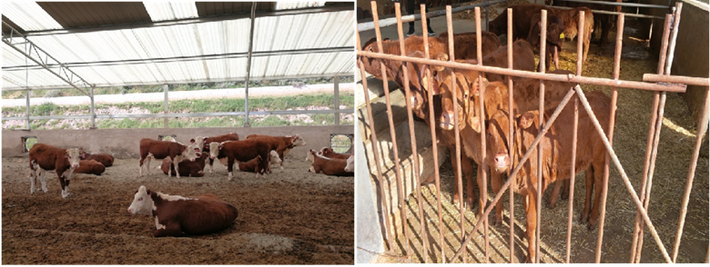 省畜牧总站旱作区种养结合肉牛增产增效技术集成试验示范项目成效显著