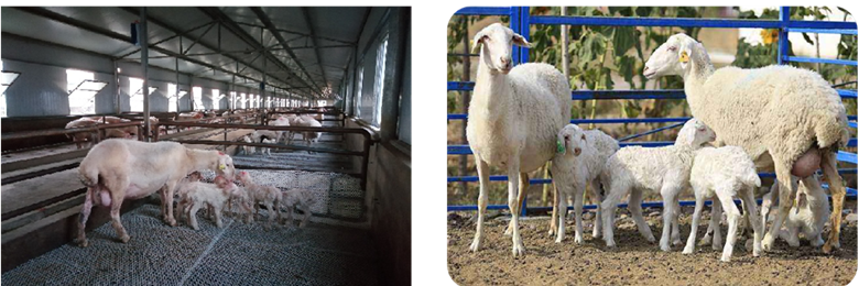 省畜牧总站积极开展湖羊新品系和高繁殖力舍饲肉羊新品种选育项目