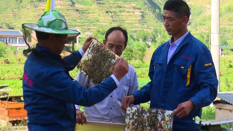 岷县实现“户养十箱蜂，增收一万元”发展目标