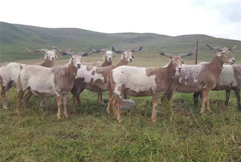 省畜牧技术推广总站等单位育成盘欧羊新品种群