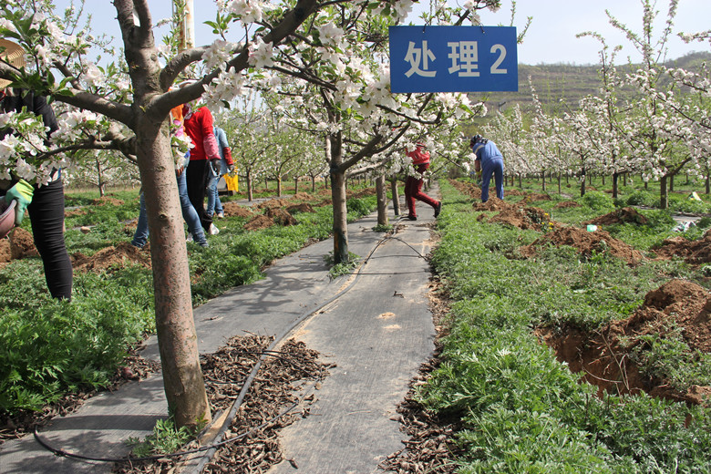 秦州区完成2020年作物配方肥施用面积56万亩