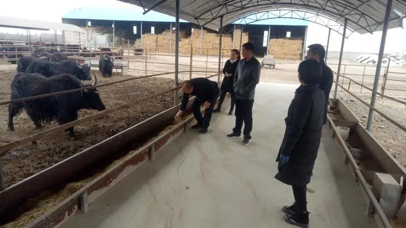 民乐县农业农村局擦亮刷新“肉羊养殖示范长廊”的金招牌