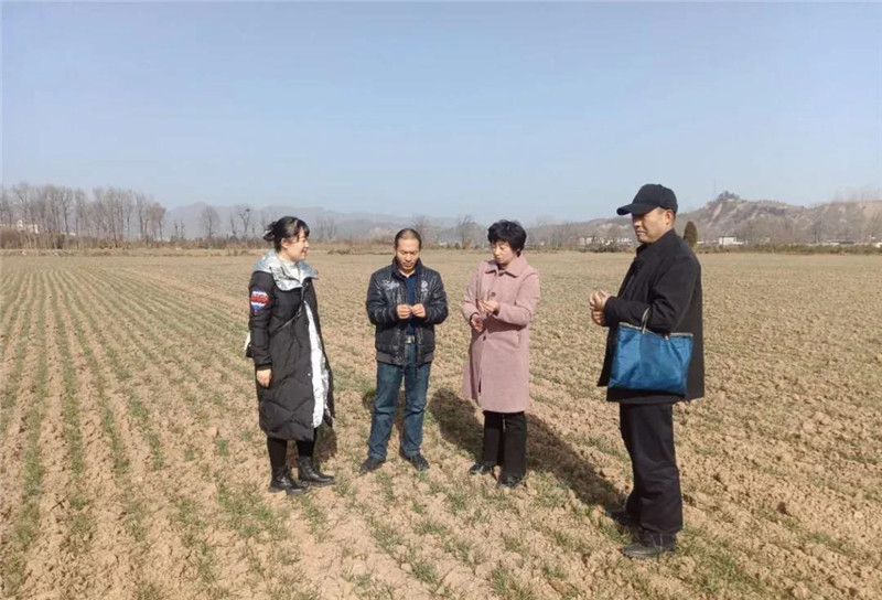 徽县农技中心积极开展越冬作物田间调查及技术指导