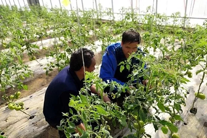 瓜州县强化宣传培训确保退化耕地治理技术入户率到田率