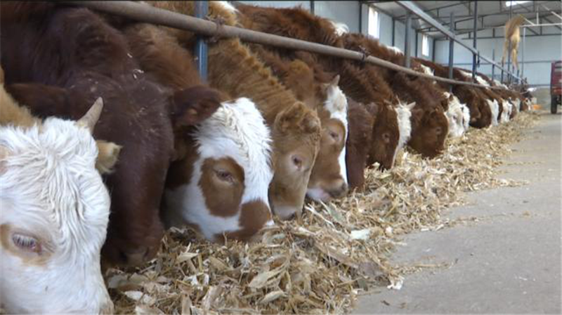 合水县发展肉牛产业助农持续增收