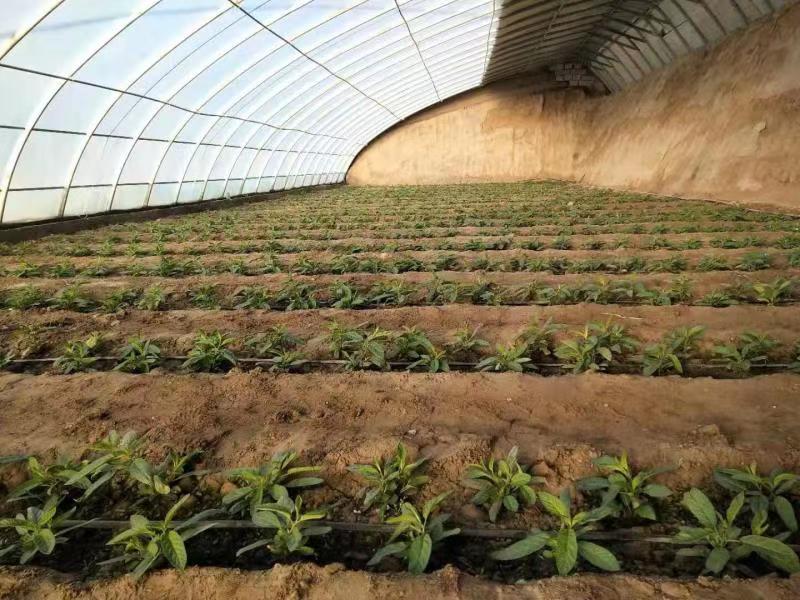 玉门农林技中心有机基质穴栽技术在人参果上应用初见成效