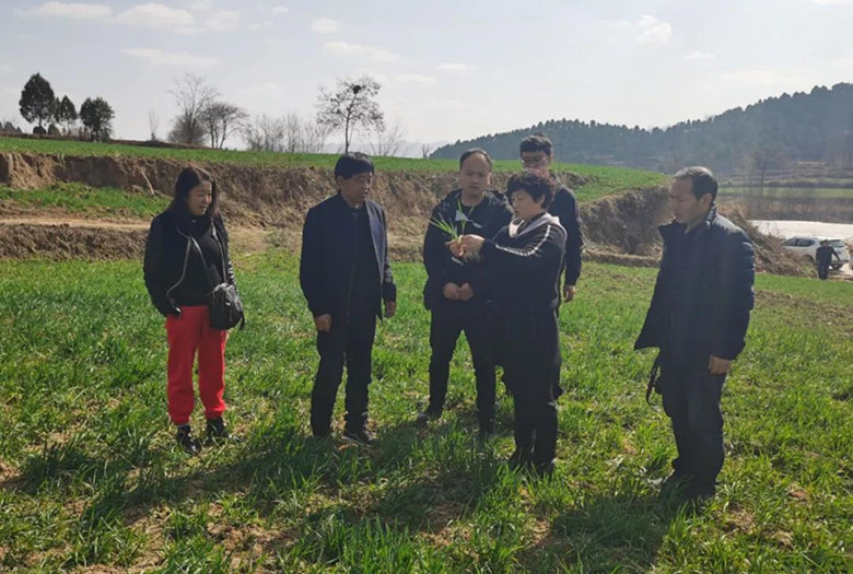 徽县农技中心技术人员深入伏家镇开展农业技术培训