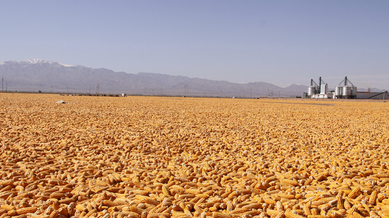 “十四五”期间我省国家级玉米制种面积要达到160万亩
