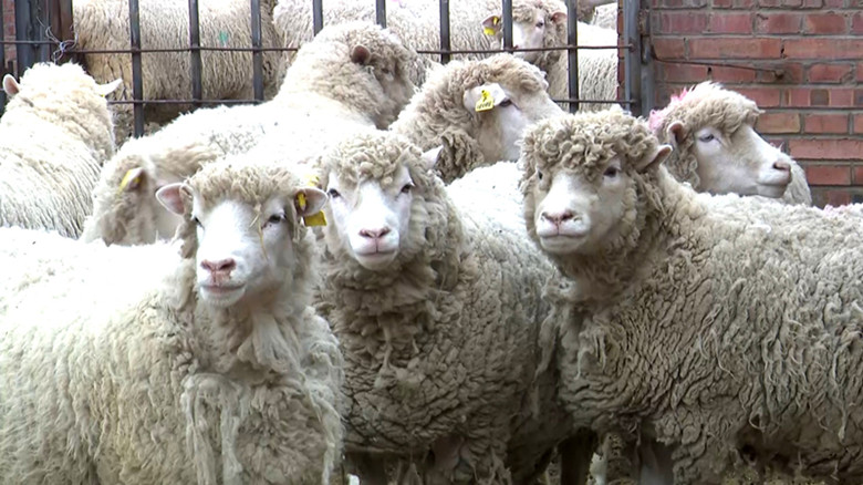 省畜牧技术推广总站培育良种肉羊助力养殖业发展