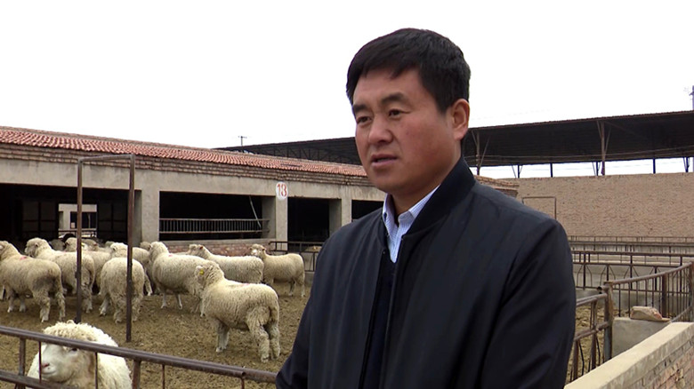 省畜牧技术推广总站培育良种肉羊助力养殖业发展