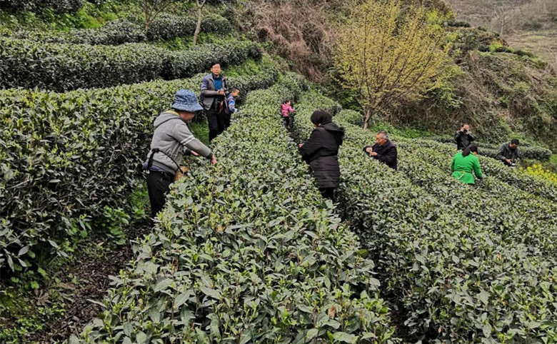 绿能农科助力陇南茶产业振兴