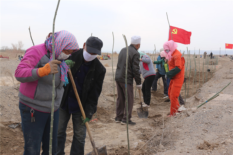 图为锁阳城镇党员干部群众在扶苗踩土.JPG