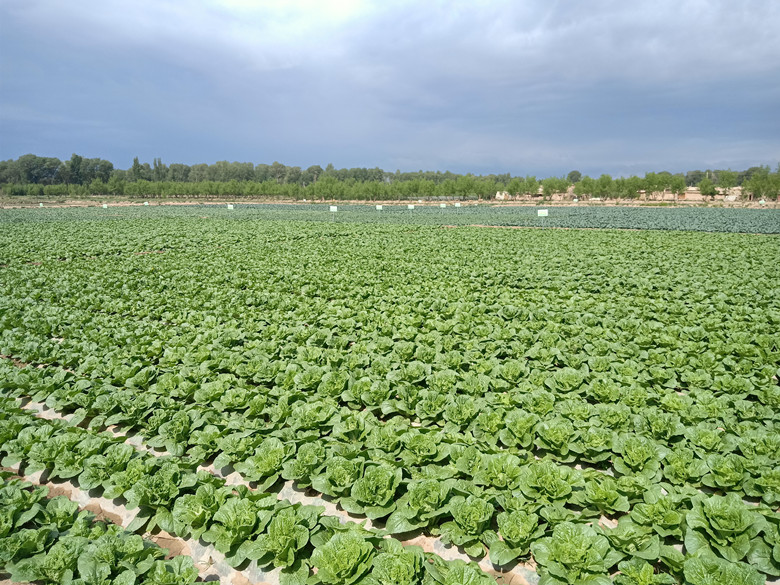 榆中县将在四大区域实施退化耕地治理项目