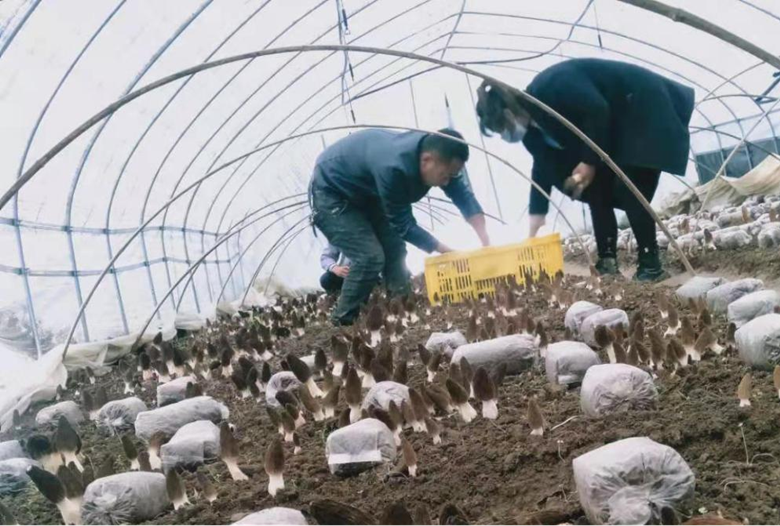 岷县福才食用菌栽培专业合作社种植羊肚菌喜获丰收